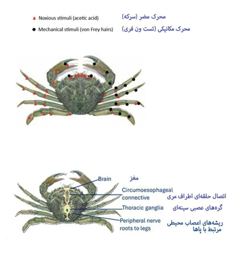 خرچنگ‌ها واقعاً می‌توانند درد را احساس کنند؟!