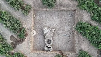 اجتماعی نیوز