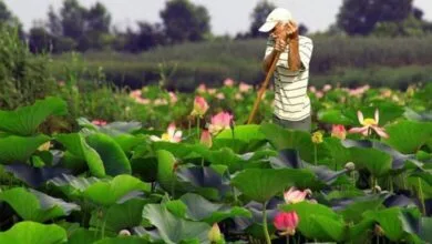 بازبینی پهنه تالاب انزلی موجب تثبیت مالکیت ۴ هزار کشاورز در اراضی زراعی شد
