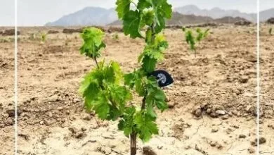 یادت را خواهم کاشت… یادت را خواهم کاشت…