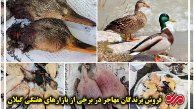 «شکار» سرنوشت شوم پرندگان مهاجر؛ وقتی گیلان مهمان‌نوازی نمی‌کند