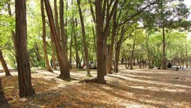 ماجرای جابجایی ۷ هزار اصله درخت در بوستان جنگلی چیتگر