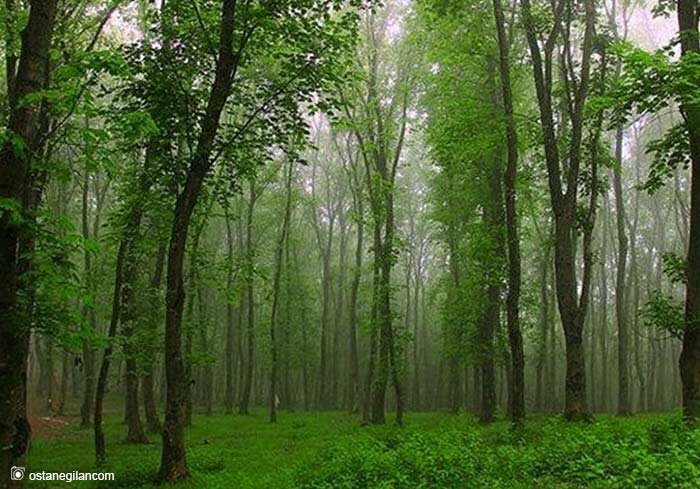 جنگل گردی در اطراف تهران